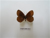 藏品(蛇目蝶科)的圖片